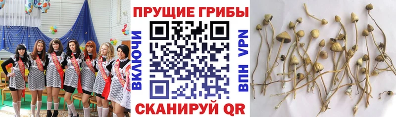 Галлюциногенные грибы GOLDEN TEACHER  магазин продажи   Гусь-Хрустальный 